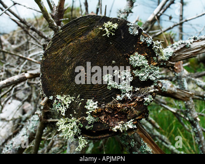 Couverts de lichens sur le tronc des pins abattus Southern Uplands Chemin près de Tibbie Shiels, les frontières de l'Écosse Banque D'Images