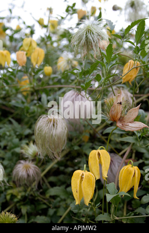 Clematis Bill MacKenzie dans un jardin du sud de Londres Banque D'Images