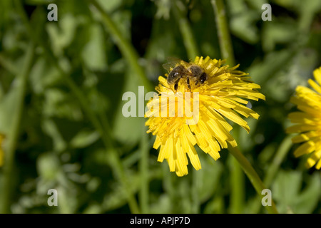 Abeille sur pissenlit Italie Banque D'Images
