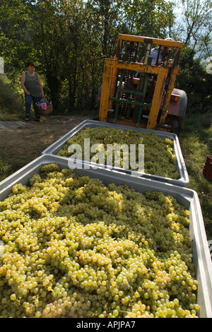 Vendanges, la collecte de raisins blancs dans des conteneurs avec le tracteur, l'Alto Adige, Italie Banque D'Images