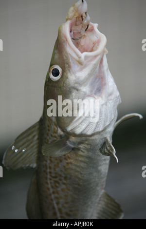 Cabillaud poisson pris sur une ligne au bord de la mer à l'aide de squid comme appât Banque D'Images