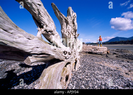 Grand bois de tronc de l'arbre et la racine s'est échoué sur une plage de la côte ouest de l'île de Vancouver British Columbia Canada Banque D'Images