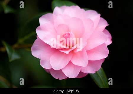 Floraison arbuste jardin d'hiver avec de délicates fleurs roses Banque D'Images