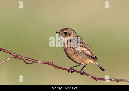 Saxicola torquata Stonechat femelle perchée sur alerte à la brindille Fen Drayton Cambridgeshire Banque D'Images