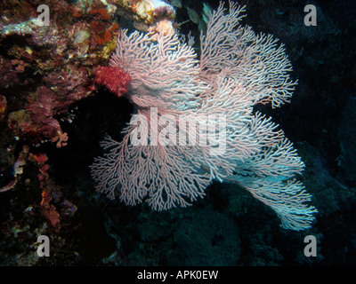 Agincourt reef coral ventilateur grande barrière de corail du nord du Queensland en Australie Banque D'Images