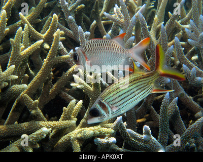 Lattice Soldierfish Myripristis violacea haut et Méné bleu Marignans Neoniphon sammara Agincourt Reef Grande Barrière de Corail Banque D'Images