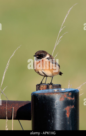 Saxicola torquata Stonechat mâle perché sur gate alerte à la poste Banque D'Images