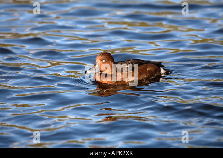 Fuligule nyroca Aythya nyroca homme Banque D'Images