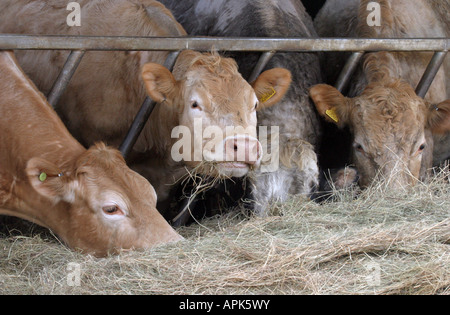 L'alimentation des bovins sur une ferme près de Lavenham Suffolk Angleterre UK Banque D'Images