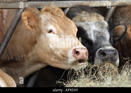 L'alimentation des bovins sur une ferme près de Lavenham Suffolk Angleterre UK Banque D'Images