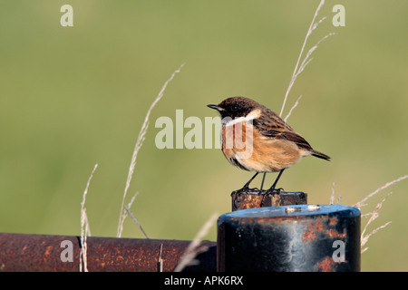 Saxicola torquata Stonechat mâle perché sur gate alerte à la poste Banque D'Images