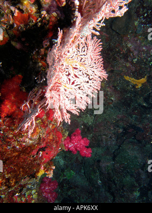 Agincourt reef coral ventilateur grande barrière de corail du nord du Queensland en Australie Banque D'Images