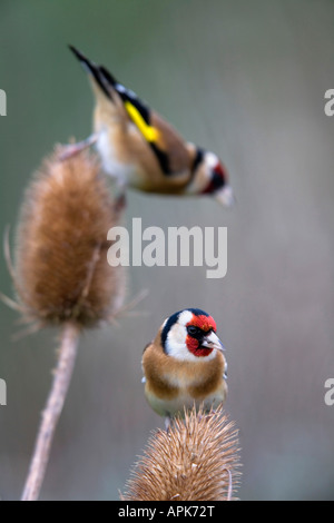 Goldfinch Carduelis carduelis se nourrissant de chardons Banque D'Images