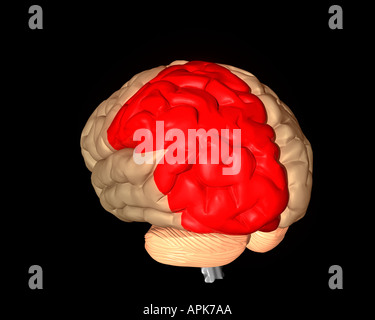 Lobe pariétal du cerveau mis en évidence en rouge Banque D'Images