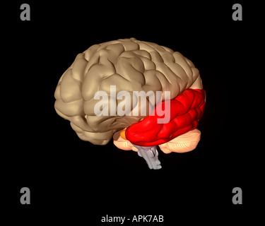 Le lobe temporal du cerveau mis en évidence en rouge Banque D'Images