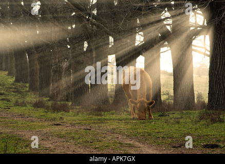 Une vache mange de l'herbe le matin avec les rayons du soleil à travers les arbres Banque D'Images