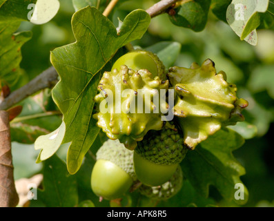 Knopper des galles sur le fruit de l'acorn ou pédonculé Quercus robur chêne commun Banque D'Images