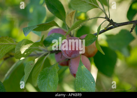 Fruits mûrs de drupes, le prunier Prunus domestica Banque D'Images