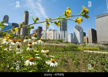 Chicago Illinois en fleurs fleurs de jardin Lurie dans Millennium Park City skyline en arrière-plan blanc et de marguerites jaunes Banque D'Images