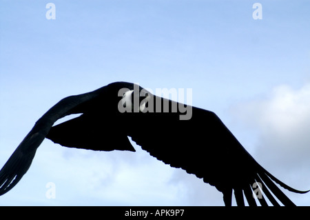 Genre : femelle condor des Andes Vultur gryphus espèces : Banque D'Images