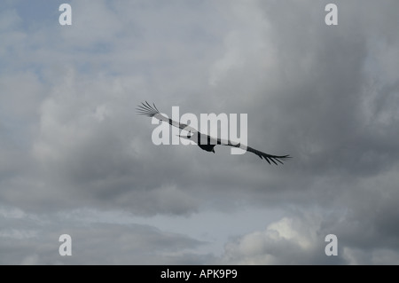 Genre : femelle condor des Andes Vultur gryphus espèces : Banque D'Images