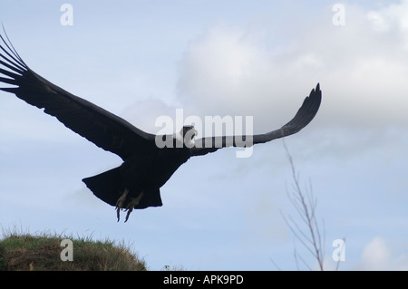 Genre : femelle condor des Andes Vultur gryphus espèces : Banque D'Images