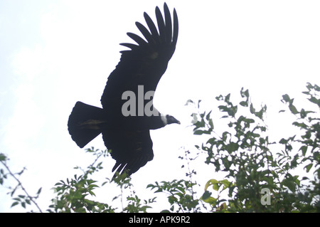 Genre : femelle condor des Andes Vultur gryphus espèces : Banque D'Images