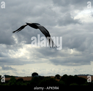 Genre : femelle condor des Andes Vultur gryphus espèces : Banque D'Images