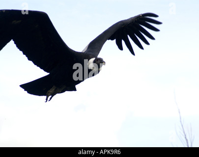 Genre : femelle condor des Andes Vultur gryphus espèces : Banque D'Images