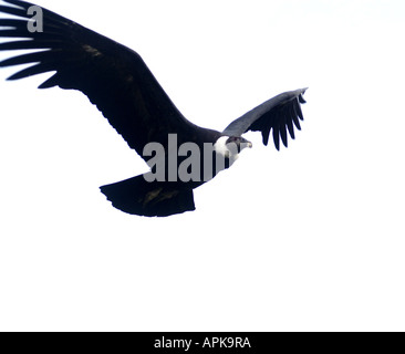 Genre : femelle condor des Andes Vultur gryphus espèces : Banque D'Images