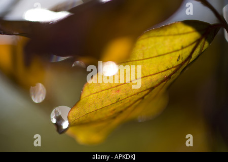 Feuille d'hêtre en automne avec la goutte, l'Allemagne, la Saxe Banque D'Images