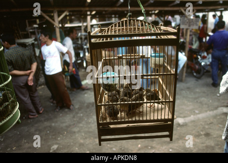 Java Indonésie Yogyakarta marché Pasar Ngasem oiseaux en cage Banque D'Images