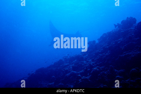 Sous-marin aux Maldives Manta Ray Manta birostris au bord du récif Banque D'Images