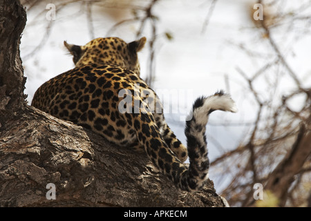 Leopard (Panthera pardus), allongé sur un arbre, au Kenya, Samburu National Reserve, Isiolo Banque D'Images