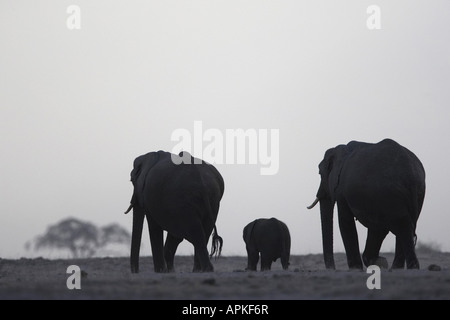 L'éléphant africain (Loxodonta africana), groupe dans la soirée, le Parc national Amboseli, Kenya Banque D'Images