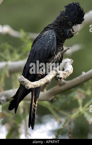 Red-tailed Black-Cockatoo (Calyptorhynchus banksii), assis sur une branche avec érigée crest Banque D'Images
