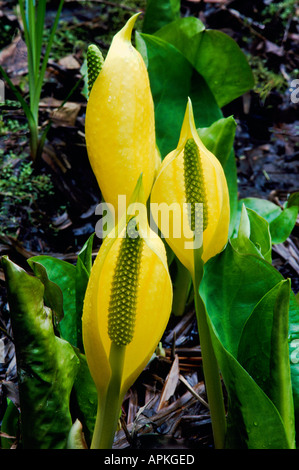 Western Lysichiton (Lysichiton americanus) aka Yellow Skunk chou et Swamp Lantern en fleurs au début du printemps Banque D'Images