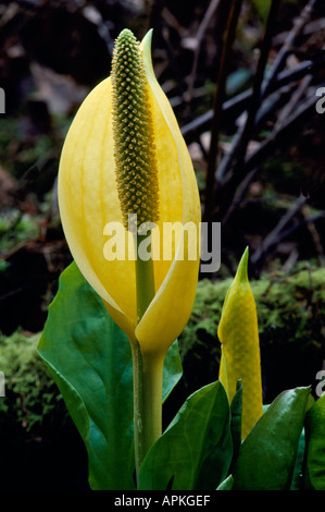 Western Lysichiton (Lysichiton americanus) aka Yellow Skunk chou et Swamp Lantern en fleurs au début du printemps Banque D'Images