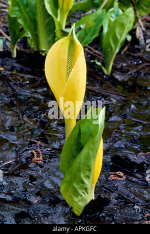 Western Lysichiton (Lysichiton americanus) aka Yellow Skunk chou et Swamp Lantern en fleurs au début du printemps Banque D'Images