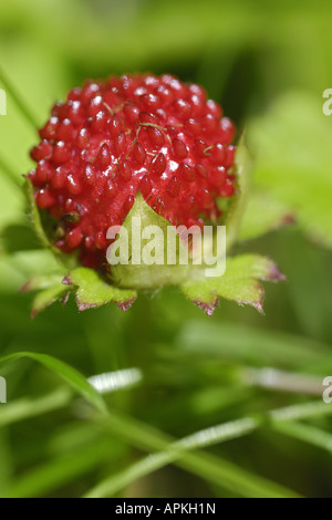 Fraise indien, faux fraisier, Indian mock-fraise (Duchesnea indica), fruits mûrs, Allemagne, Rhénanie du Nord-Westphalie Banque D'Images