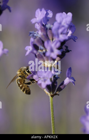 Abeille, ruche abeille (Apis mellifera mellifera), l'alimentation de l'abeille sur Lavande commune, Allemagne, Rhénanie du Nord-Westphalie Banque D'Images