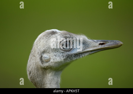 Nandou (Rhea americana), jeune, portrait Banque D'Images