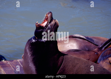 'Sea' Lions Californie (Zalophus californianus) aboyant au soleil, sur 'Pier 39' à San Francisco California USA Banque D'Images