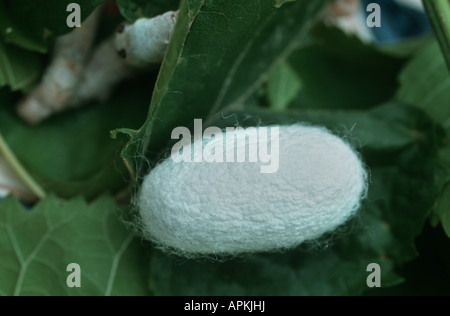 Ver à soie (bombyx mori), Cocoon, Ouzbékistan, Tal Ferghana Banque D'Images