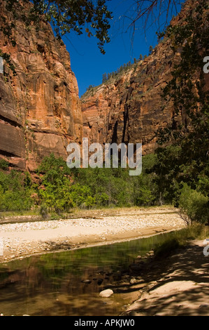 Le long de la Virgin River dans la région de Zion National Park Utah UT aux côtés du chemin près de la Virgin River Narrows Banque D'Images
