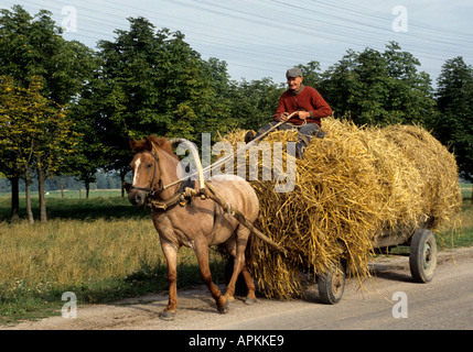 La Lituanie ferme agriculteur récolte Panier Cheval Baltique Banque D'Images