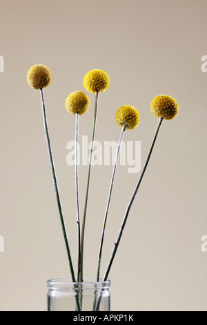 Fleurs en forme de boule jaune Banque D'Images