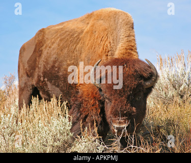 American bison, Bison (Bison bison), dans la région des prairies, USA, Wyoming, Grand Teton NP Banque D'Images