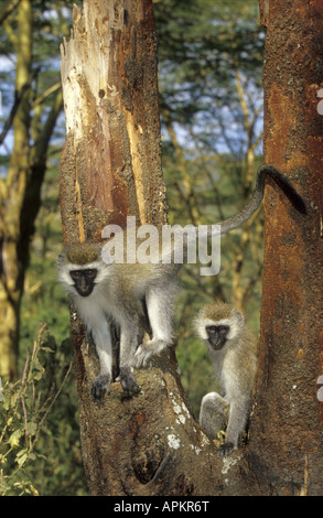 Singe grivet, savane singe, singe, singe vert (Cercopithecus aethiops), sur l'arbre, Kenya Banque D'Images