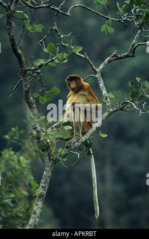 Proboscis Monkey (Nasalis larvatus), assis sur un arbre, Malaisie, Bornéo, Bakou Nationalpark Banque D'Images